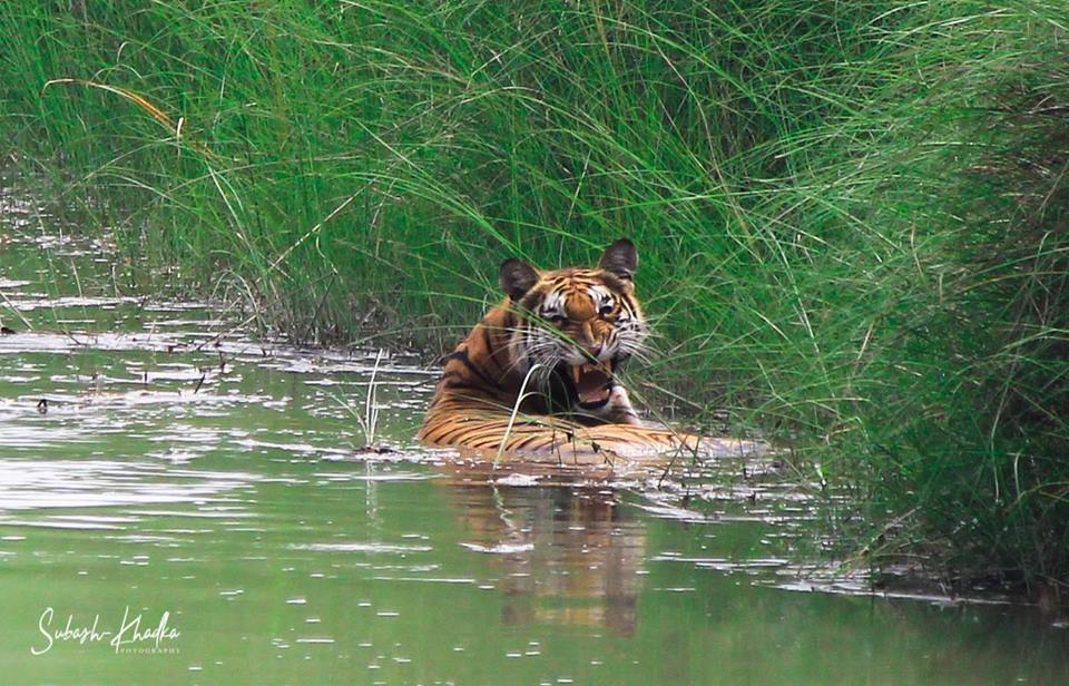 Tiger Encounter in Bardia National Park, Nepal