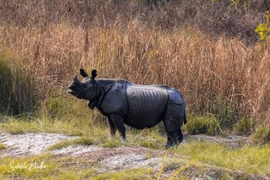 Rhino in Bardia National Park, Nepal